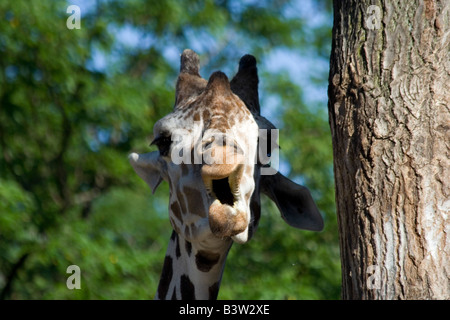 La Girafe (Giraffa camelopardalis). Brookfield Zoo Banque D'Images