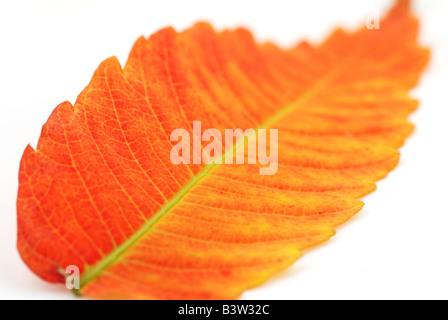 feuille rouge Banque D'Images