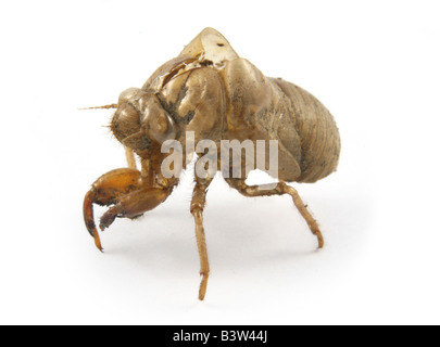 Dogday Tibicen canicularis (Harvestfly) -- une espèce de cigale -- jeter la peau de nymphe. Banque D'Images