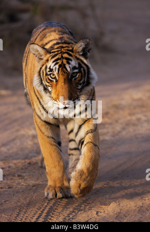 Majestic à pied d'un tigre Royal le matin,la Réserve de tigres de Ranthambore. (Panthera tigris) Banque D'Images