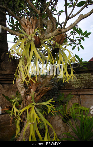 De plantes, Ubud, Bali, Indonésie Banque D'Images