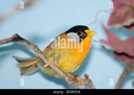 Le Silver-eared Mesia (Leiothrix argentauris). Brookfield Zoo Banque D'Images