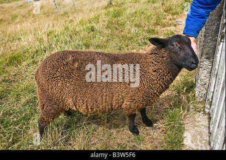 Mouton noir d'Ouessant île caressés Bretagne France Banque D'Images