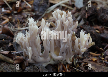 Champignon de corail blanc - Clavulina coralloides Banque D'Images