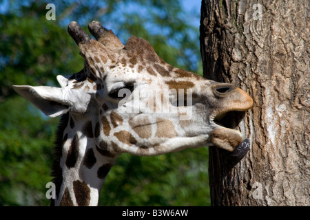 La Girafe (Giraffa camelopardalis). Brookfield Zoo Banque D'Images
