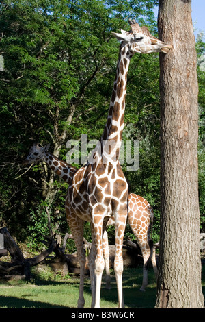 La Girafe (Giraffa camelopardalis). Brookfield Zoo Banque D'Images