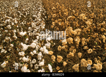 Blanc et beige la culture du coton en champ. Banque D'Images