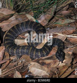Acanthophis praelongus, serpent, Death Adder Banque D'Images
