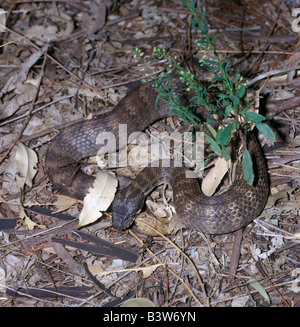 Acanthophis praelongus, serpent, Death Adder Banque D'Images