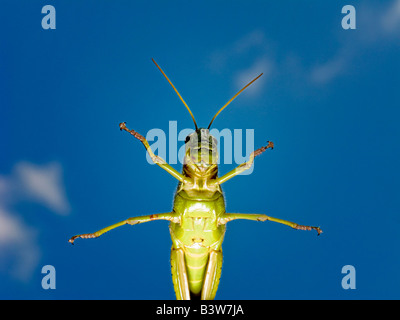 Ciel d'en bas contre les sauterelles Banque D'Images