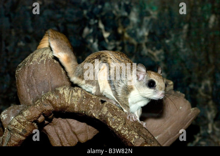 Le grand polatouche (Glaucomys sabrinus Banque D'Images