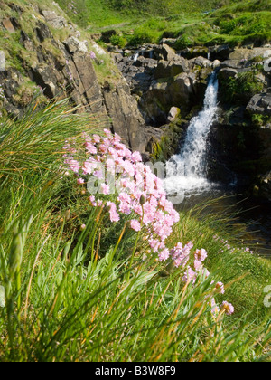 Une jolie cascade et fleurs à la baie isolée Welcombe bouche dans le Nord du Devon, Sud-ouest de l'Angleterre UK Banque D'Images