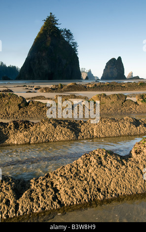 Seastacks et rochers à marée basse, Point d'Arches, Shi Shi Beach, Washington Olympic National Park Banque D'Images