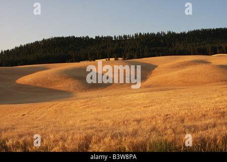 Blé prennent une teinte 'golden' comme le soleil se lève dans le région de Palouse dans le sud-est de Washington, près de Pullman, WA (USA). Banque D'Images