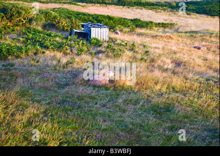 Les moutons de pré salé à la lumière du matin à l'île de Ouessant Bretagne France Banque D'Images