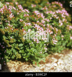 / Marjolaine Origanum majorana Banque D'Images