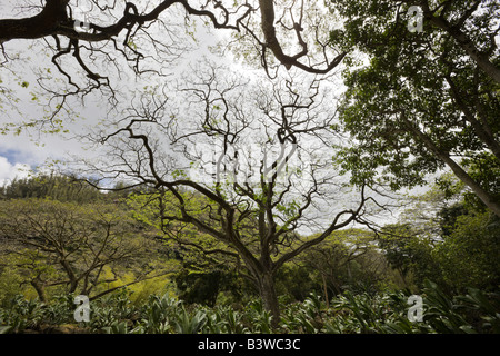 Jardin botanique de l'océan Pacifique Oahu Waimea Valley Arizona USA Banque D'Images