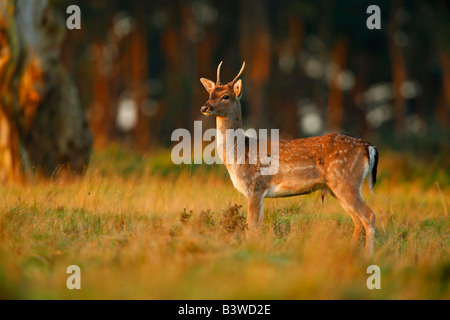 UK, forêt de Dean. Daims mâles debout dans le dégagement de forêt au début de la lumière du matin. Banque D'Images