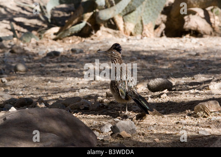 Plus de Roadrunner posant dans un environnement désertique de la Californie du sud. Banque D'Images