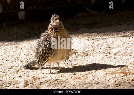 Plus de Roadrunner posant avec fluffed jusqu'plumes dans un environnement désertique de la Californie du sud. Banque D'Images