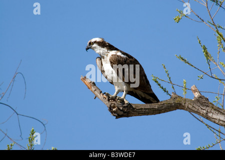 Osprey est assis sur la perche à Santee Lakes à San Diego, CA. Banque D'Images