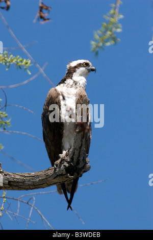 Osprey est assis sur la perche à Santee Lakes à San Diego, CA. Banque D'Images