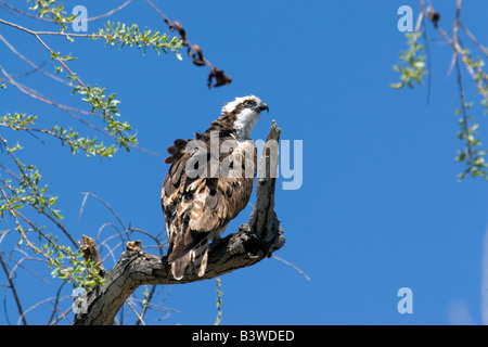 Osprey est assis sur la perche à Santee Lakes à San Diego, CA. Banque D'Images