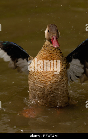 Amazonetta brasiliensis Teal (brésilien) Slimbridge Wildfowl and Wetlands Trust SW England Banque D'Images