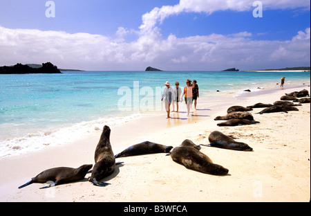 Les passagers de croisière et les lions de mer des îles Galapagos en Équateur. Banque D'Images