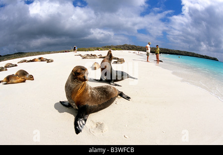 Les passagers de croisière et les lions de mer des îles Galapagos en Équateur. Banque D'Images