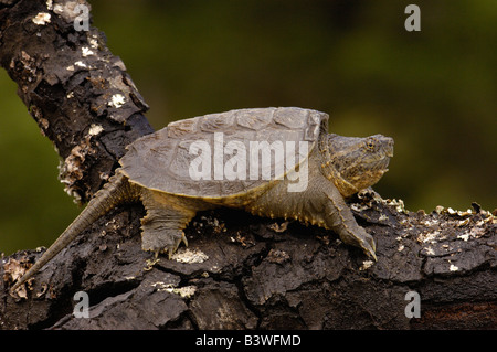 Tortue alligator ou d'Amérique du Sud tortue serpentine (Chelydra serpentina acutirostris) Nord-ouest de l'Equateur. Banque D'Images