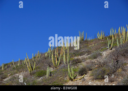 Le Mexique, San Carlos. Tuyau d'orgue cactus.CETTE IMAGE A QUELQUES RESTRICTIONS POUR NOUS LA TERRE DES TOUR-OPÉRATEURS. Veuillez appeler pour obtenir de l'information. Banque D'Images