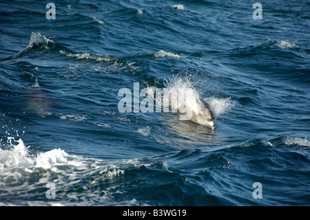 Mexique, État de Sonora, San Carlos. Les dauphins dans la mer de Cortez. Banque D'Images