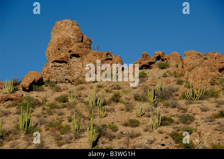 Le Mexique, Sonora, San Carlos. Saguaro cactus tuyau & orgue. Banque D'Images