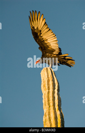 Mexique, Baja California, désert de Sonora. Desert Classic scenic avec Urubu perchée sur cactus cardon Banque D'Images