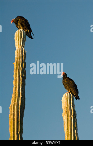 Mexique, Baja California, désert de Sonora. Desert Classic scenic avec l'Urubu perchée sur cactus cardon Banque D'Images