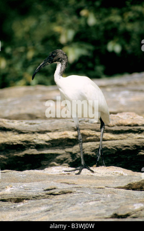 Ibis à tête noire, Threskiornis melanocephalus, Inde Banque D'Images