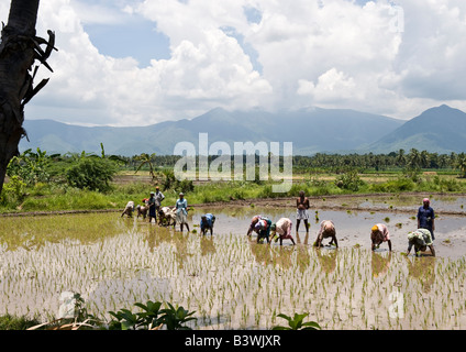 Les agricultrices locales le repiquage de jeunes plants de riz à la main dans la région de labouré et paddy fécondés dans la ville pittoresque de terres agricoles agricoles. Banque D'Images