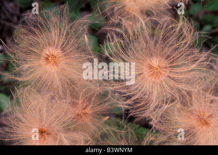 Amérique du Nord, USA, Alaska, RFNA. Ouvrez gousse de fleurs sauvages de l'Arctique Banque D'Images