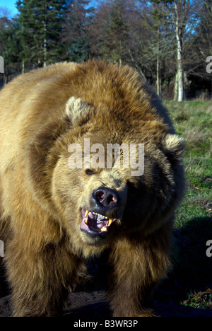 Close-up d'un ours brun (Ursus arctos) voitures. Banque D'Images