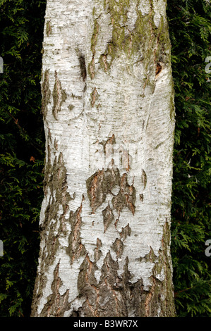Silver Birch Tree Trunk Banque D'Images