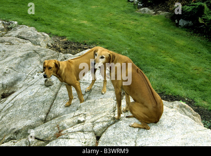 Portrait de deux roches sur Rhodesian Ridgeback Banque D'Images