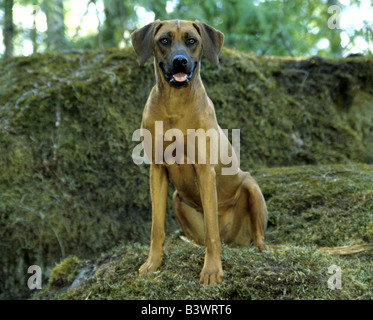 Le Rhodesian Ridgeback assis sur un rocher Banque D'Images