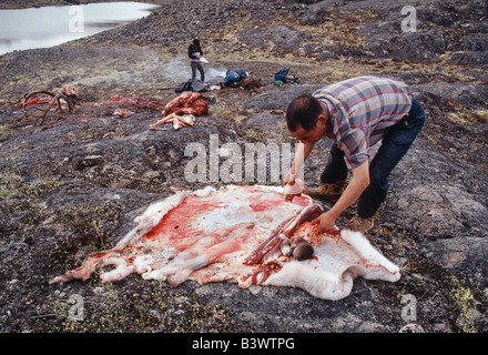 Inuit (Esquimau) homme et un caribou fraîchement tué, l'île de Baffin, Nunavut, Canada Banque D'Images