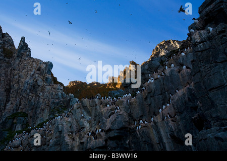 La marmette de Brünnich (Uria lomvia) colonie d'oiseaux, l'île Coburg, Nunavut, Canada Banque D'Images