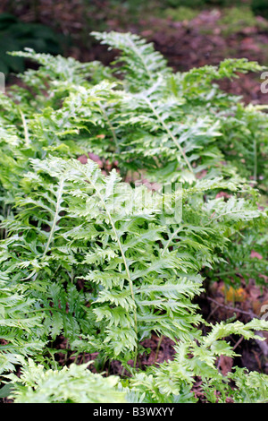 POLYPODIUM CAMBRICUM FOUGÈRE POLYPODE DU PRESTONII Banque D'Images