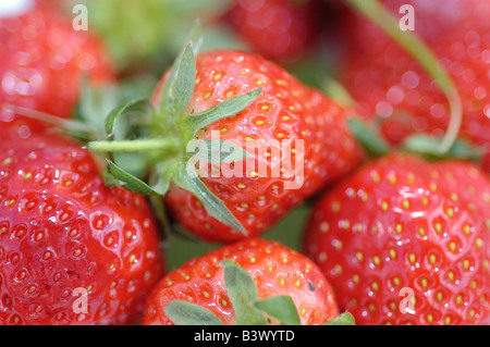 Groupe de fraises fraîchement cueillies Banque D'Images