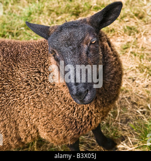 Mouton noir ile de Ouessant Bretagne France Banque D'Images