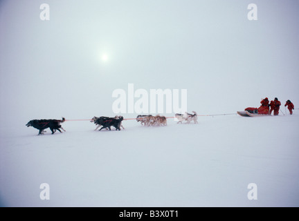 Traîneaux à chiens et mushers dans le blizzard la formation pour l'expédition polaire internationale Steger 1986 Banque D'Images