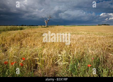 Arbre mort & Champ d'orge illuminée par la lumière spectaculaire au cours d'une tempête dans le Norfolk. Banque D'Images
